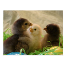 Pollos de Pascua Postales