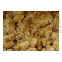 Pollos del bebé para la venta felicitación