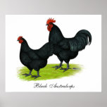 Pollos negros de Australorp Posters