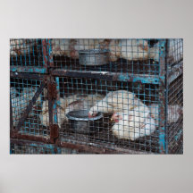 Pollos para la venta en poster de la jaula
