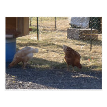 Pollos Tarjeta Postal