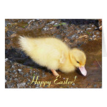 ¡Polluelo de Pascua, Pascua feliz! Felicitacion