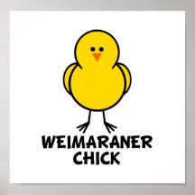 Polluelo de Weimaraner Poster