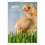 Polluelo feliz del bebé de Pascua en hierba Tarjetas