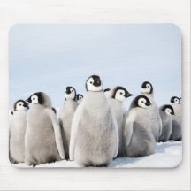 Polluelos del pingüino de emperador alfombrilla de ratón