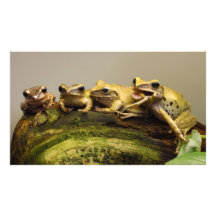 Polypedates común Leucomystax de la rana arbórea Fotografía