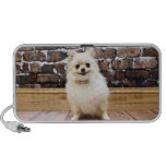 Pomeranian - cuello de la vanidad de Abby iPod Altavoces