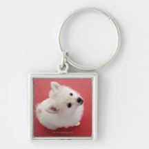 Pomeranian en la alfombra roja llaveros personalizados