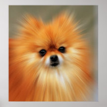 Pomeranian Impresiones