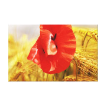 Poppies en the cornfield impresiones en lona