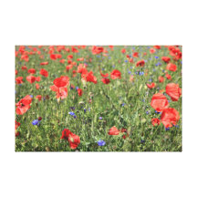 Poppies Impresiones En Lona