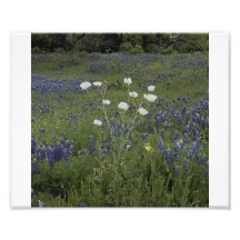 Poppys espinoso blanco arte fotográfico