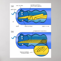 Porción auditiva de la cóclea de la carta del oido poster