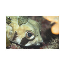 Porcupinefish tropical de los pescados lona envuelta para galerias