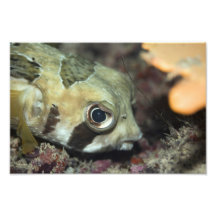 Porcupinefish tropical de los pescados impresiones fotográficas