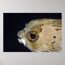 Porcupinefish tropical de los pescados poster