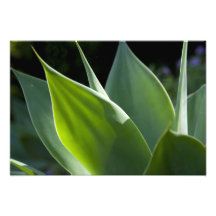 Portugal, isla de Madeira, Funchal. Botánico Impresiones Fotograficas