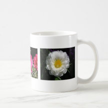 Portulaca bonito taza de café