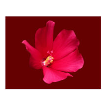 Posrcard rojo del ~ del hibisco postales