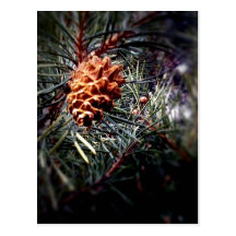Postal 1 del árbol de hoja perenne 6