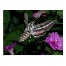 POSTAL 2 DE LA POLILLA DE COLIBRÍ