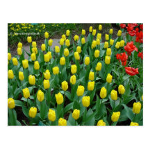 Postal 84 de la flor