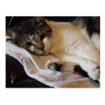 postal adorable del gatito