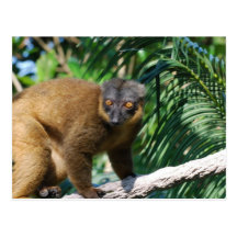 Postal agarrada del Lemur