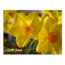 Postal alegre de Påsk de los narcisos amarillos