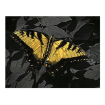Postal amarilla de la mariposa de Swallowtail