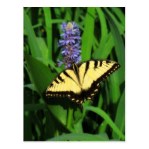 Postal amarilla de la mariposa de Swallowtail del 