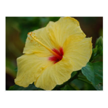 Postal amarilla del hibisco