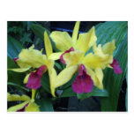 Postal amarilla y violeta de las orquídeas