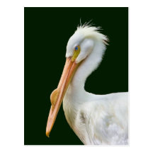 Postal americana del pájaro del pelícano blanco