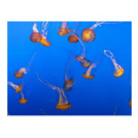 Postal anaranjada de las medusas