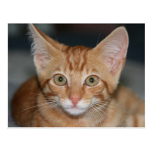 Postal anaranjada del gatito del Tabby