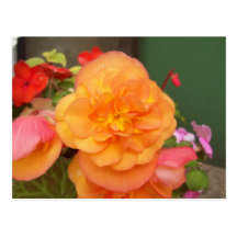 Postal anaranjada del Peony