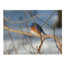 Postal animal de la foto de la naturaleza del Blue