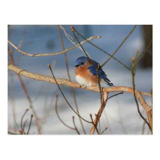 Postal animal de la foto de la naturaleza del Blue