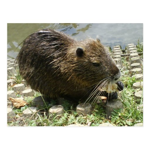 postal animal "rata del nutria "