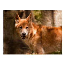 Postal australiana del dingo