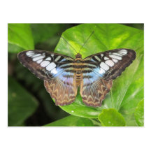 Postal azul de la mariposa de las podadoras