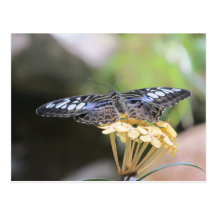 Postal azul de la mariposa de las podadoras