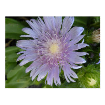 Postal azul del aster