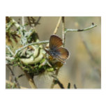 Postal azul enana occidental de la mariposa