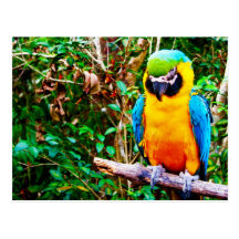 Postal Azul-y-Amarilla del Macaw
