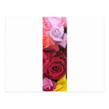 Postal blanca bonita de los rosas de la elegancia