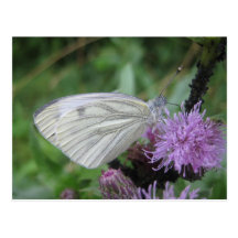 Postal blanca de la mariposa