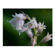 Postal blanca del Bluebell