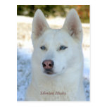 Postal blanca del husky siberiano